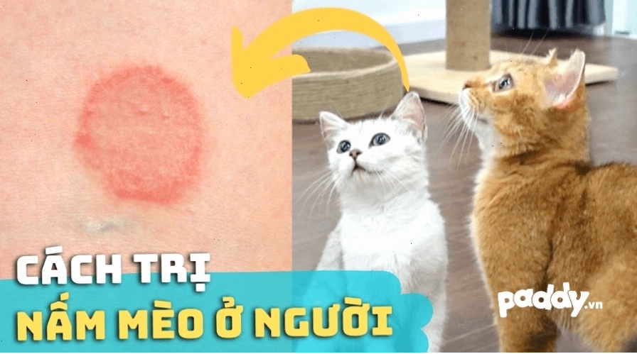 Mèo bị nấm có thể lây sang người
