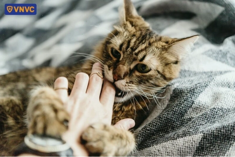Mèo có thể cắn tay người khi đang chơi đùa
