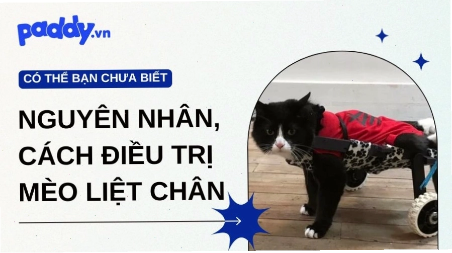 Mèo con bị liệt 2 chân sau nằm bất động trên sàn
