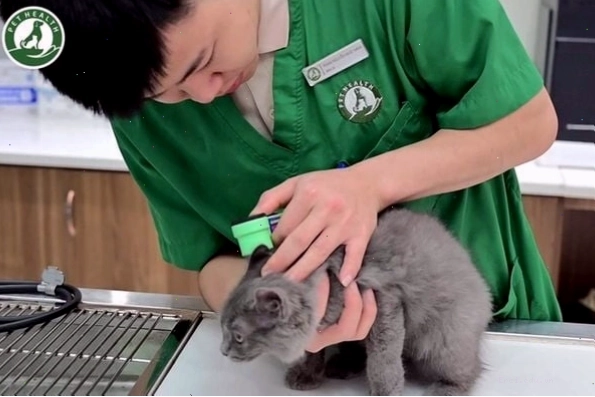 Mèo con đáng yêu