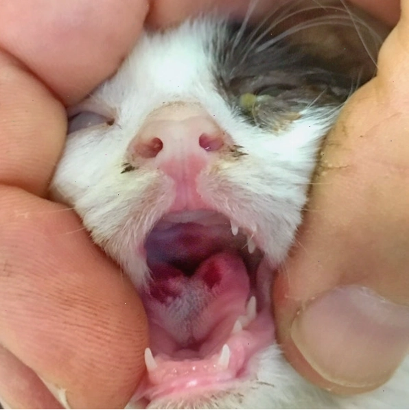 Mèo con mệt mỏi với triệu chứng thiếu máu