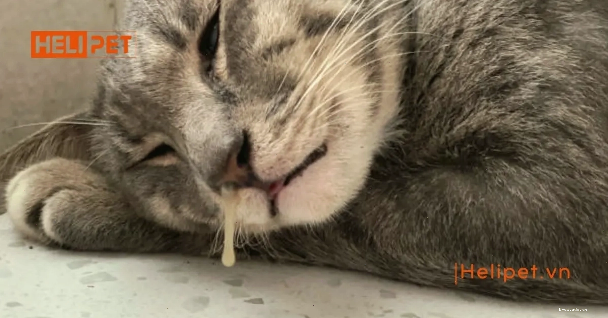 Mèo đang ăn thức ăn ướt bổ dưỡng