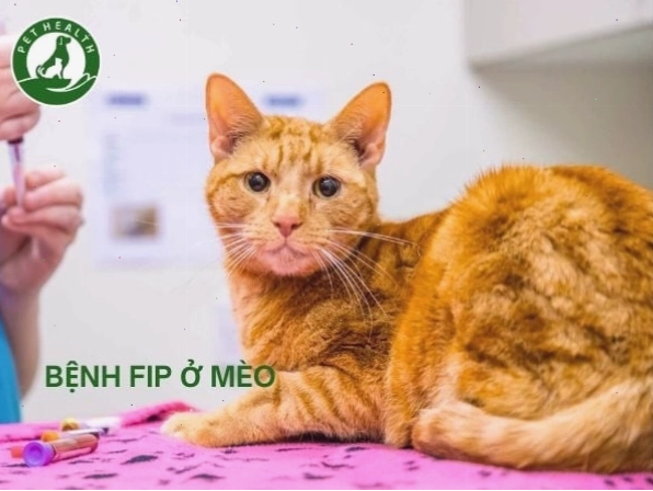 Mèo đang ăn uống