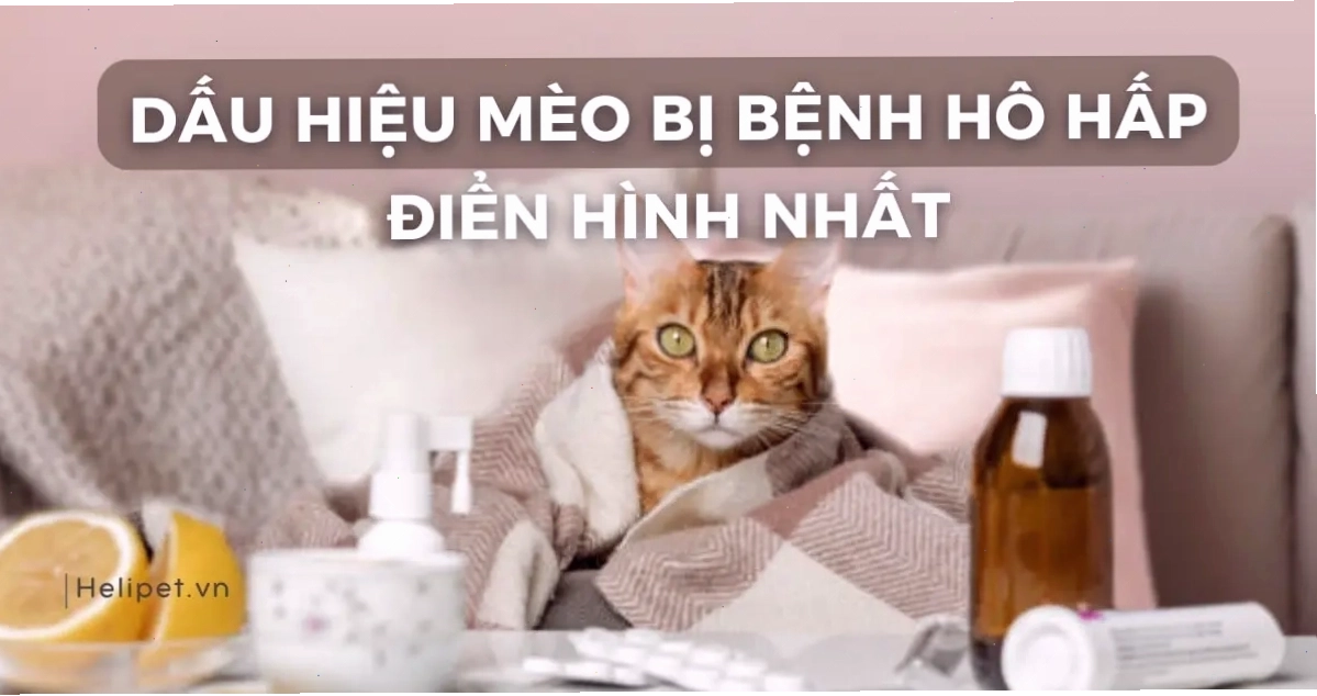 Mèo đang được bác sĩ thú y kiểm tra sức khỏe định kỳ