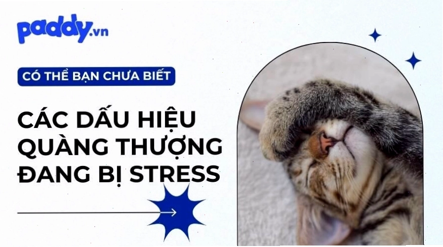 Mèo nhìn ra ngoài cửa sổ với ánh mắt xa xăm