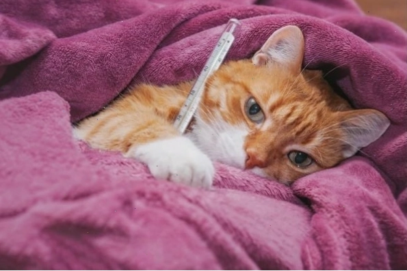 Mèo với triệu chứng sổ mũi, chảy nước mắt do bệnh hô hấp