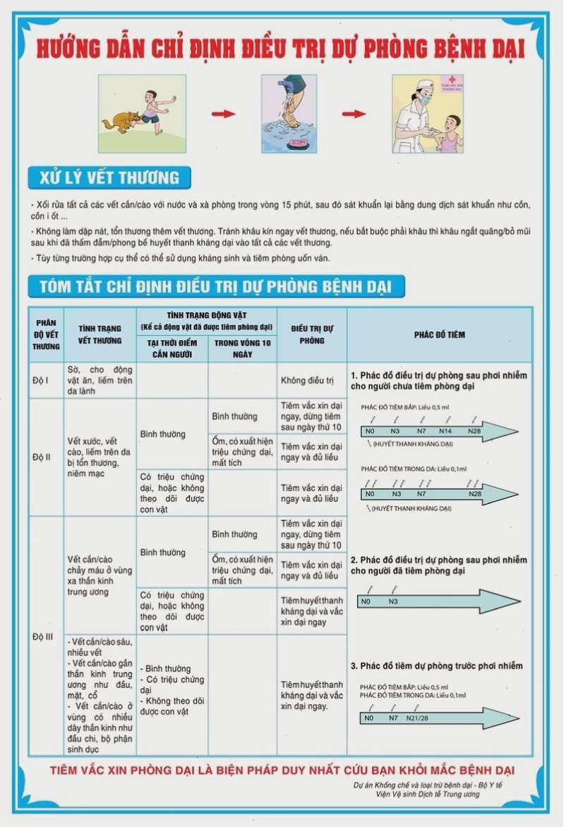 Minh họa các bước sơ cứu và xử lý vết thương do mèo cắn
