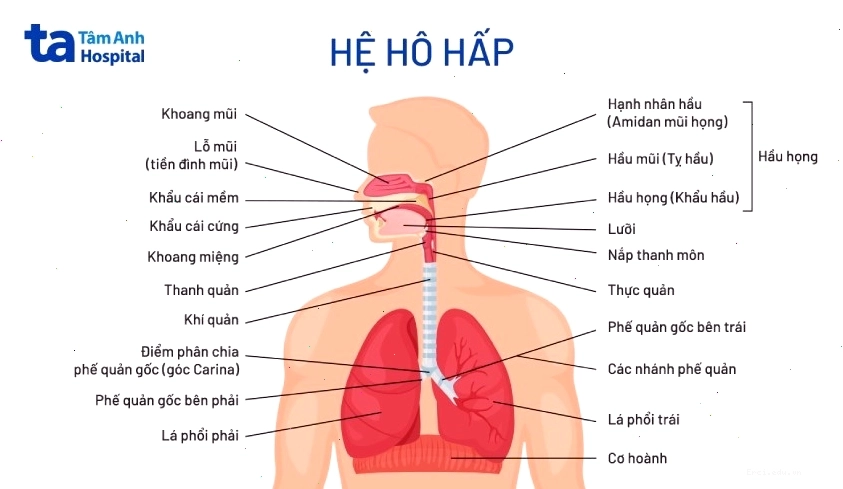 Minh họa hệ hô hấp con người với phổi và các đường dẫn khí