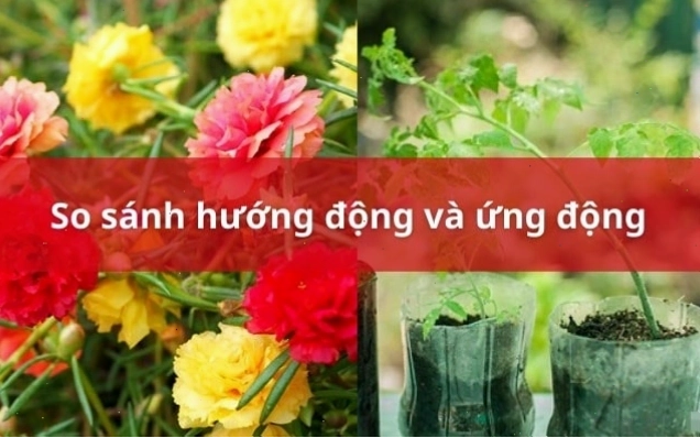Minh họa hướng động của thân cây hướng về phía ánh sáng