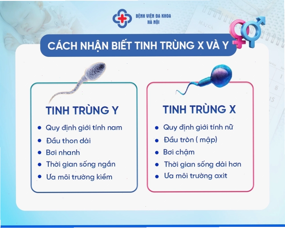 Minh họa tinh trùng mang nhiễm sắc thể X và Y thụ tinh với trứng