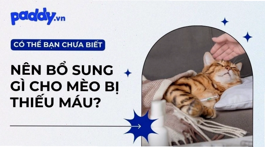 Minh họa triệu chứng thiếu máu ở mèo với nướu nhạt màu