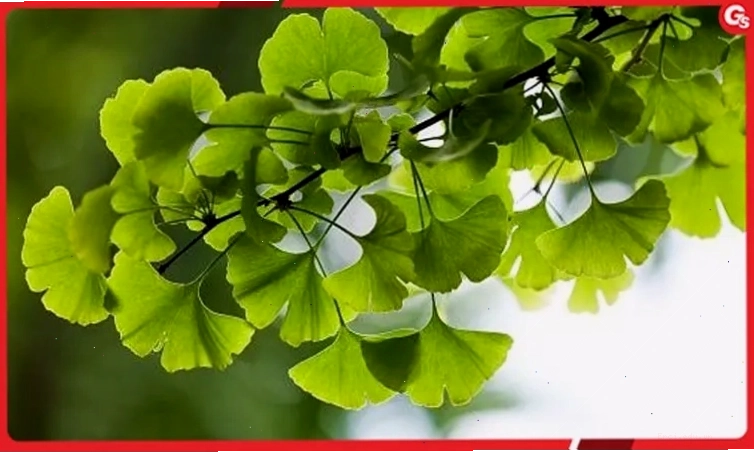 Minh họa về lợi ích của các sản phẩm bổ sung sức khỏe