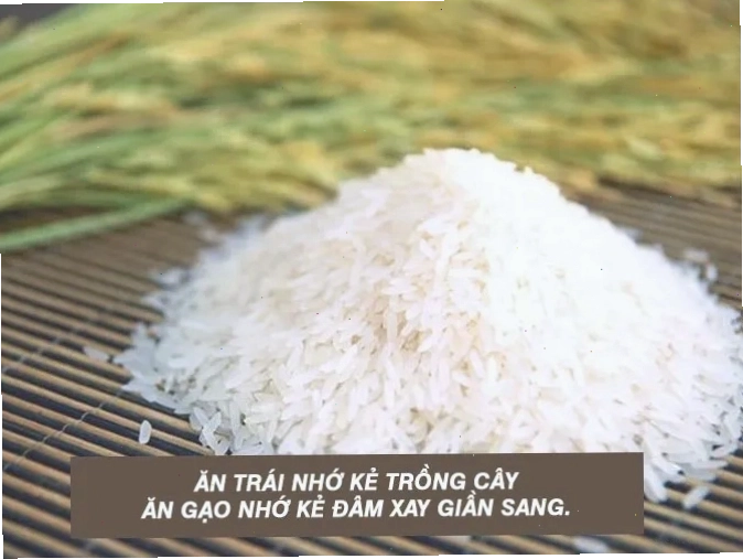 Mô hình cánh đồng lúa bậc thang
