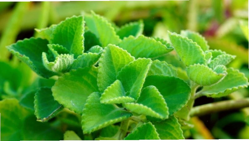 Món ăn có sử dụng rau tần dày lá