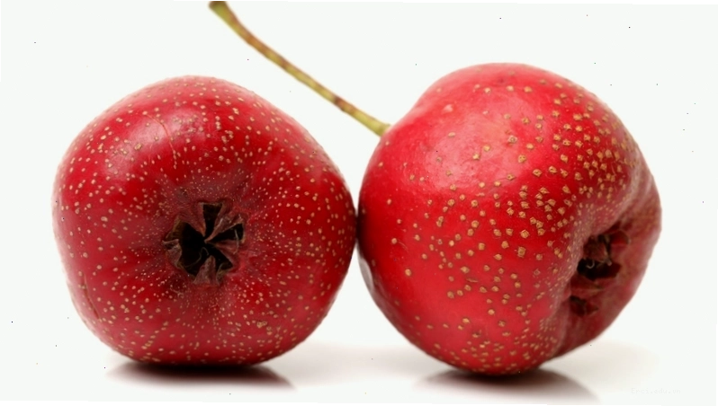 Món chè táo mèo hoặc nước ép táo mèo