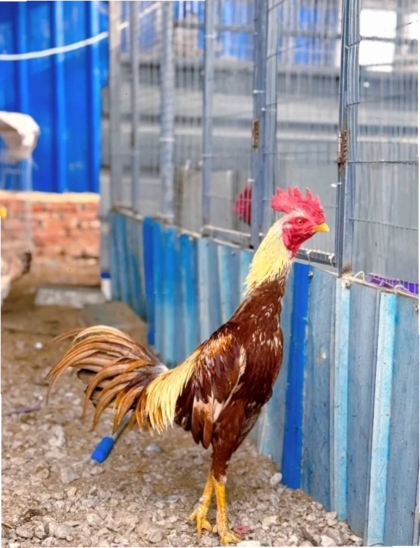 Nét mặt cương nghị của một chiến kê gà chọi