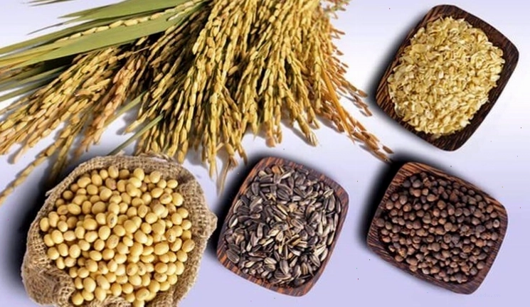 Ngũ cốc nguyên hạt giàu dinh dưỡng nhưng cần sử dụng hợp lý