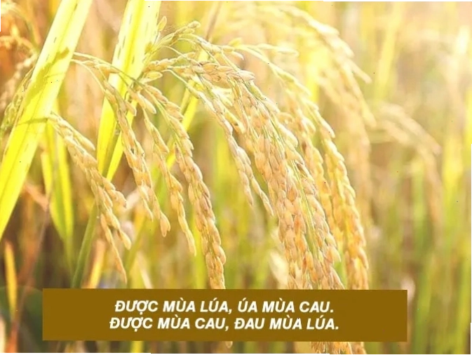 Người nông dân đang gặt lúa trên cánh đồng
