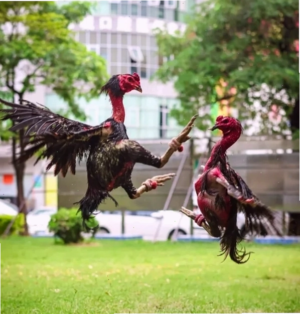 Nhiều giống gà chọi khác nhau