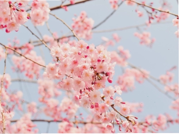 Nhiều người đang ngồi quây quần dưới gốc cây anh đào trong lễ hội Hanami