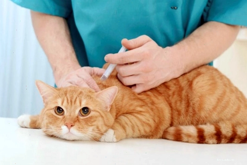 Nhiều phòng khám thú y có dịch vụ điều trị hắc lào cho mèo