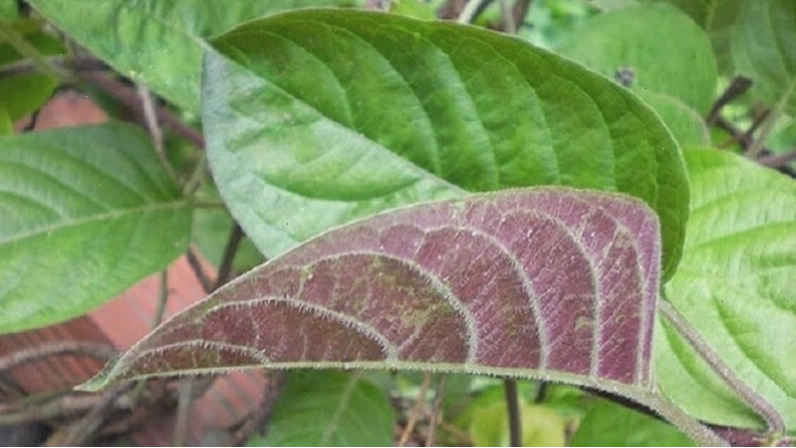 Quả sung chứa nhiều dưỡng chất tốt cho hệ tiêu hóa