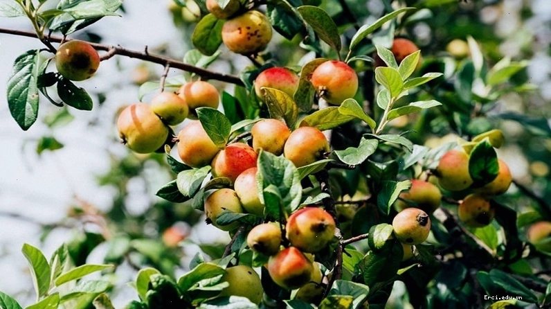 Quả táo mèo tươi có kích thước nhỏ, vỏ màu vàng hoặc đỏ tím