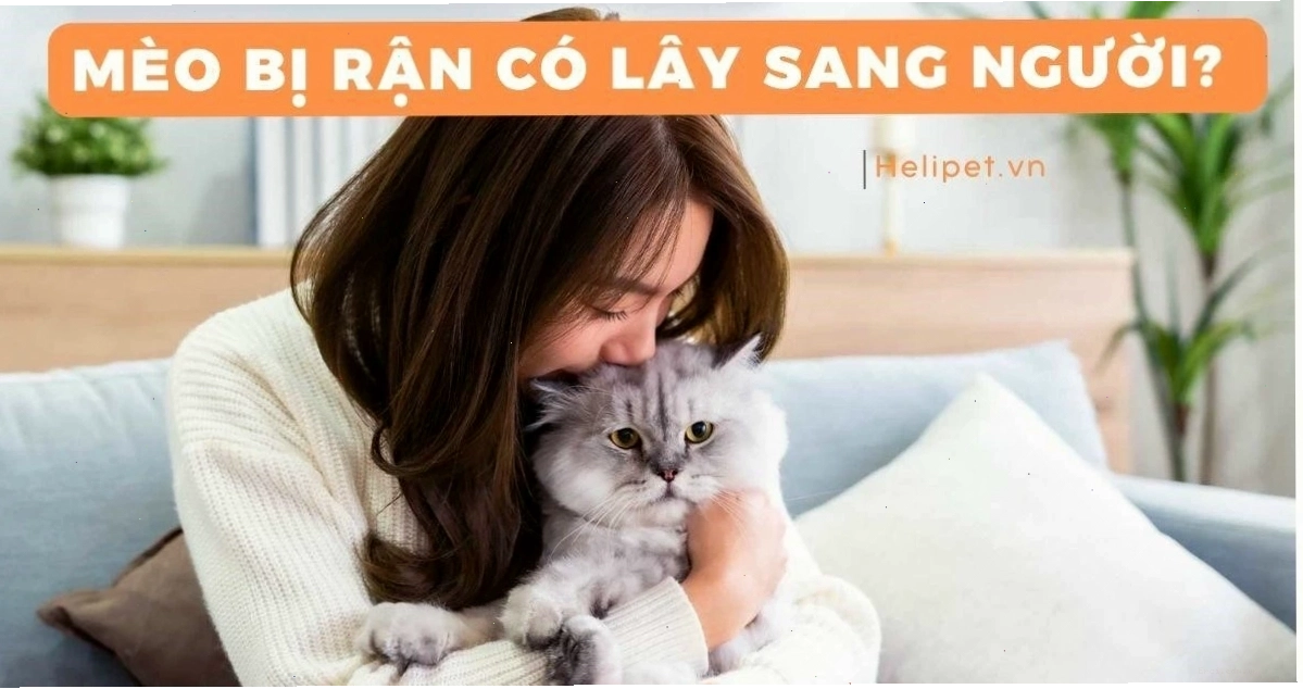 Rận mèo ký sinh chính trên mèo, hiếm khi ký sinh ở người