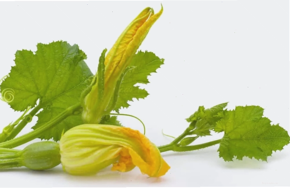 Rau bí đỏ chứa nhiều vitamin A, C và chất xơ tốt cho sức khỏe