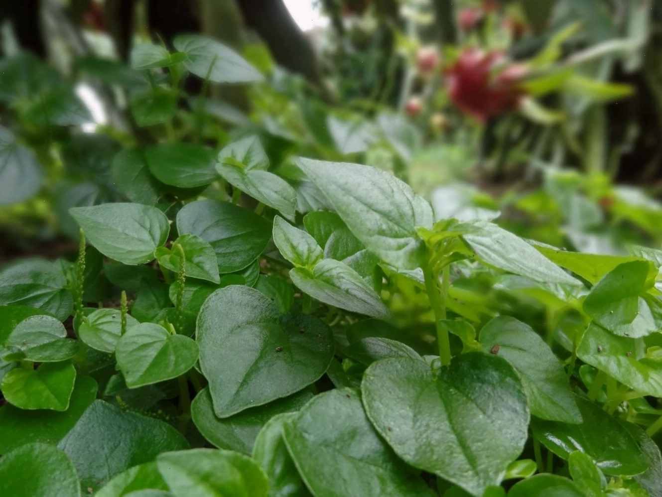 Rau càng cua tươi ngon giàu dinh dưỡng