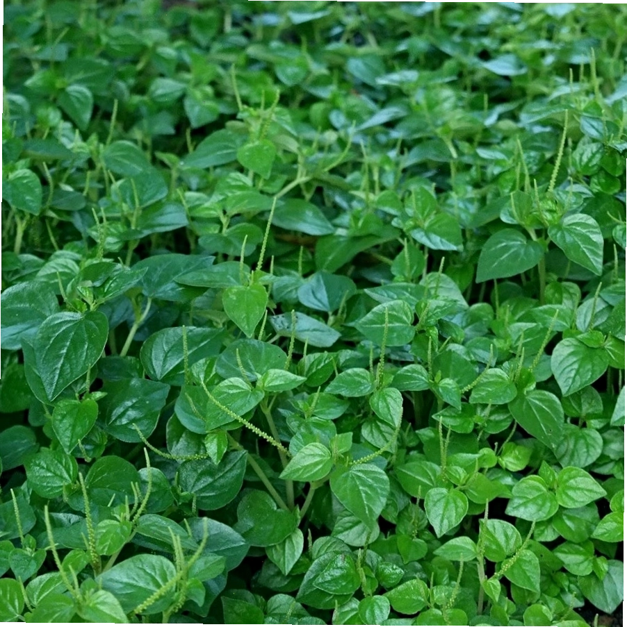 Rau càng cua xào tỏi hấp dẫn