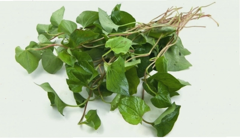 Rau diếp cá tươi ngon giàu dinh dưỡng