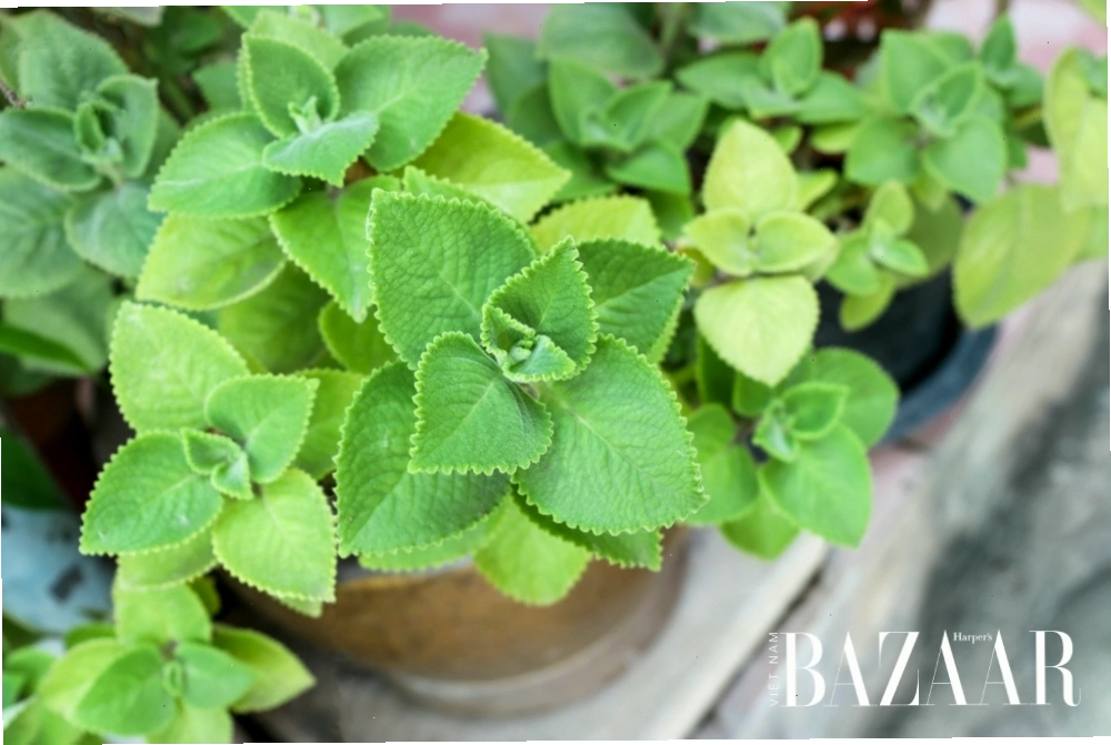 Rau tần dày lá và các loại rau thơm khác