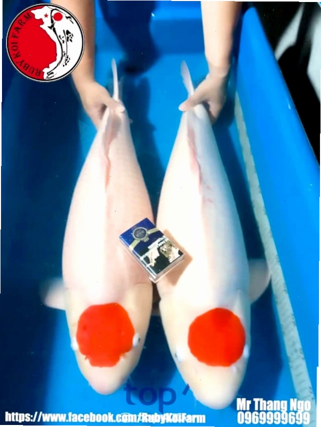 Ruby Koi Farm địa chỉ bán cá Koi uy tín