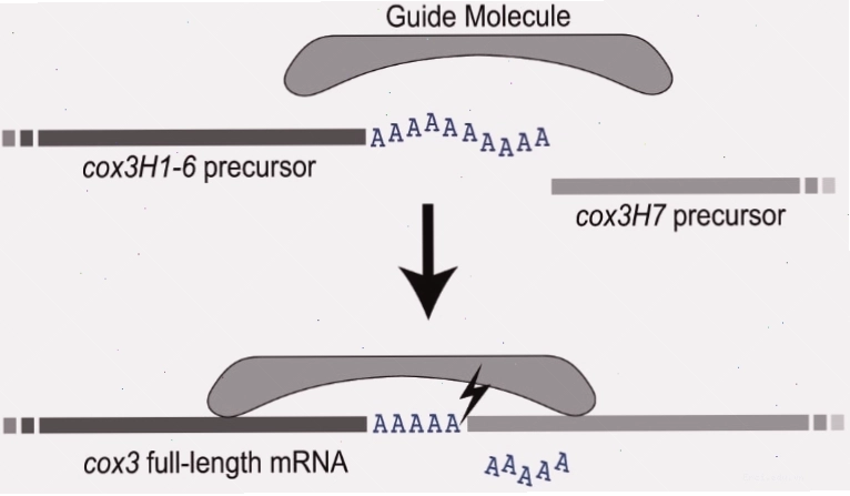 Sơ đồ cấu tạo chung của nucleotide trong ADN và ARN