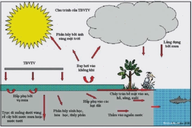 Sơ đồ chu trình phát tán thuốc bảo vệ thực vật trong hệ sinh thái nông nghiệp