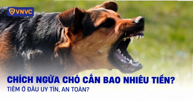 So sánh chi phí tiêm phòng dại do chó cắn và mèo cắn