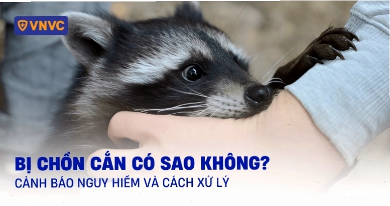 So sánh rủi ro bị chồn cắn so với bị mèo cào