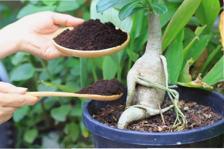 Sử dụng bã cà phê làm phân bón cho cây trồng