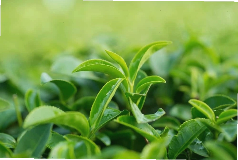 Sử dụng lá trà xanh để làm dịu vùng da bị chàm sữa