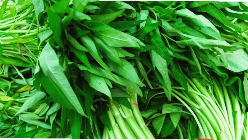 Thực phẩm cần tránh khi bị mèo cắn