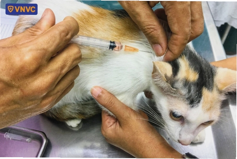 Tiêm phòng dại cho mèo là biện pháp phòng ngừa hiệu quả