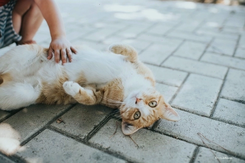 Tiêm vắc xin phòng dại là biện pháp cần thiết khi có nguy cơ cao sau khi bị mèo cào