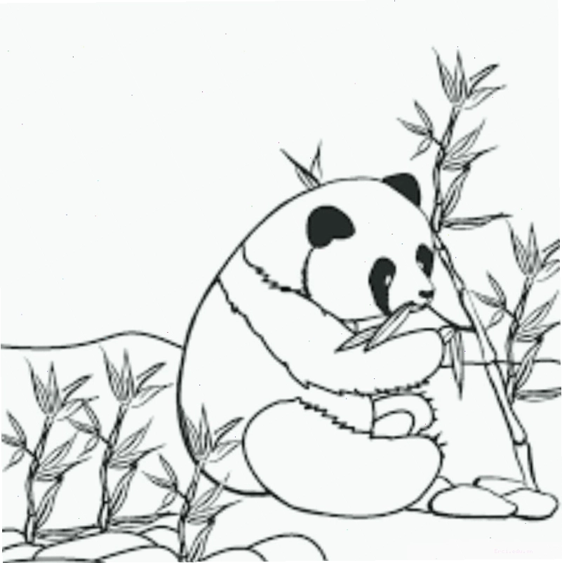 Tranh tô màu các loài chim trong rừng