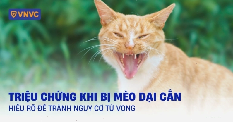 Triệu chứng khi bị mèo dại cắn ở người