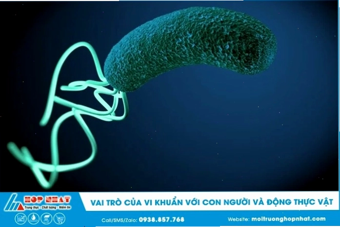 Vai trò của vi khuẩn trong việc phân hủy chất hữu cơ và tuần hoàn vật chất