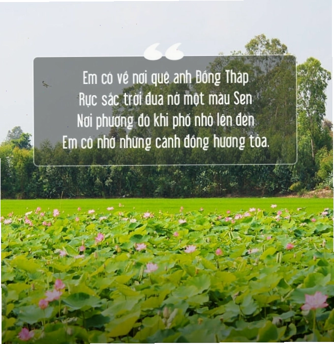 Vẻ đẹp thanh tao của mùa sen Đồng Tháp