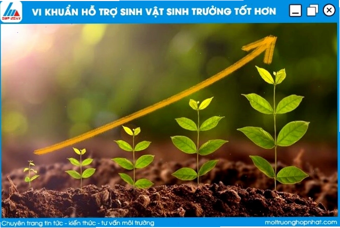 Vi khuẩn có thể gây bệnh trên cây trồng, ảnh hưởng đến mùa màng