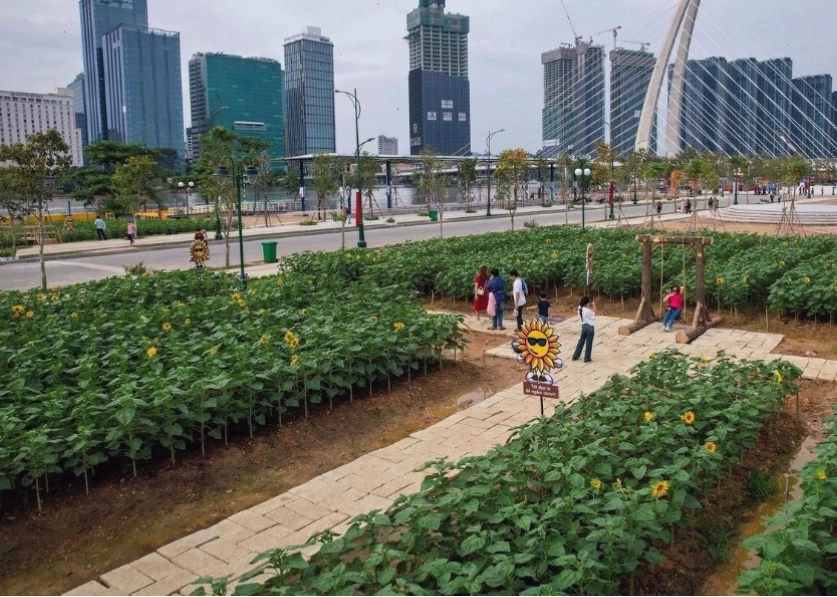 Vườn hoa hướng dương rực rỡ tại công viên bờ sông Sài Gòn, Quận 2