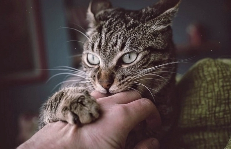 Xước do mèo cào có thể gây bệnh hắc lào ở người